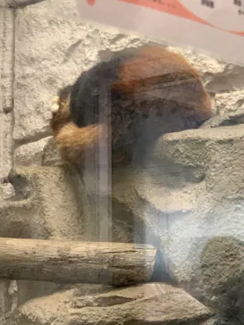 天王寺動物園に投稿された画像（2022/5/1）