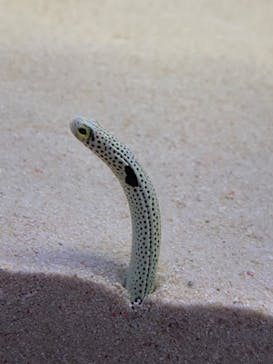 アクアワールド茨城県大洗水族館に投稿された画像（2022/5/1）