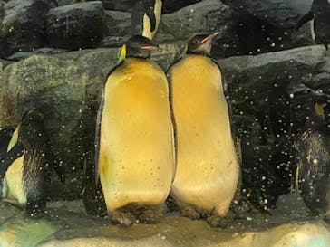 名古屋港水族館に投稿された画像（2022/5/1）