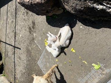 アロハガーデンたてやまに投稿された画像（2022/5/1）