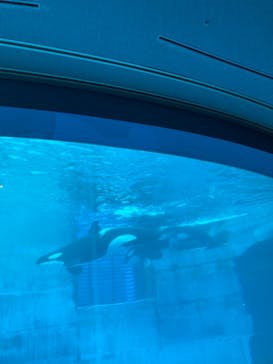 名古屋港水族館に投稿された画像（2022/5/1）