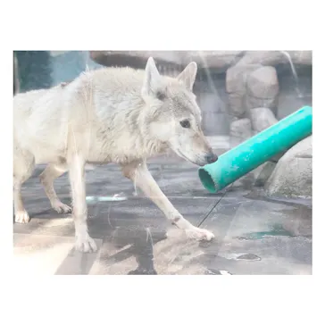 天王寺動物園に投稿された画像（2022/5/1）