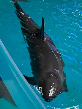 マクセル アクアパーク品川に投稿された画像（2022/5/1）