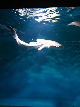 アクアワールド茨城県大洗水族館に投稿された画像（2022/5/1）