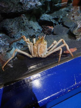 アクアワールド茨城県大洗水族館に投稿された画像（2022/5/1）