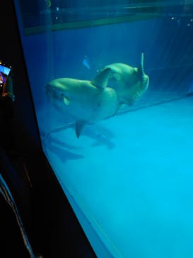 アクアワールド茨城県大洗水族館に投稿された画像（2022/5/1）