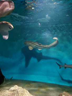 アクアワールド茨城県大洗水族館に投稿された画像（2022/5/1）