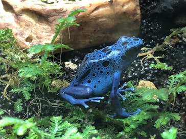 カワスイ 川崎⽔族館に投稿された画像（2022/5/1）