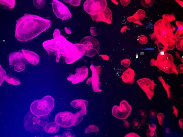 名古屋港水族館に投稿された画像（2022/5/1）