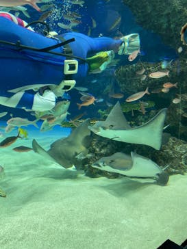 サンシャイン水族館に投稿された画像（2022/5/1）