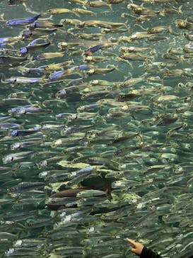サンシャイン水族館に投稿された画像（2022/5/1）