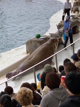 城崎マリンワールドに投稿された画像（2022/5/1）