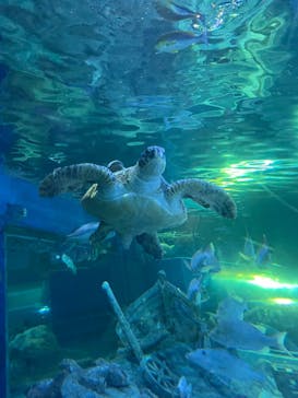 しながわ水族館に投稿された画像（2022/5/1）