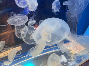 しながわ水族館に投稿された画像（2022/5/1）