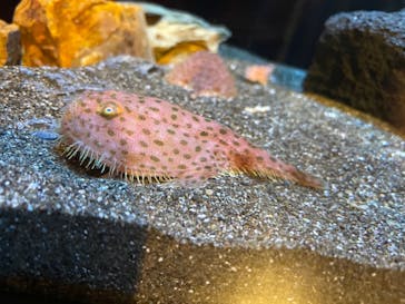 しながわ水族館に投稿された画像（2022/5/1）