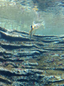 上越市立水族博物館 うみがたりに投稿された画像（2022/5/1）