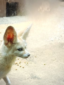 伊豆シャボテン動物公園に投稿された画像（2022/5/1）