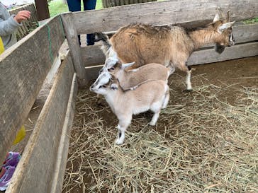 群馬サファリパークに投稿された画像（2022/5/1）