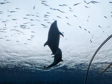 横浜・八景島シーパラダイスに投稿された画像（2022/5/1）