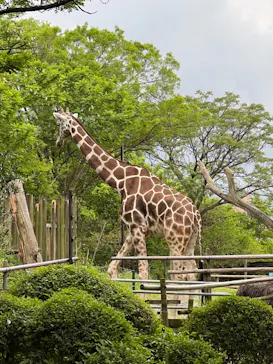 天王寺動物園に投稿された画像（2022/5/1）