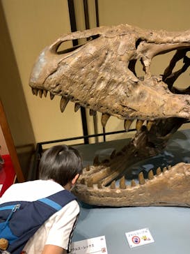 国立科学博物館　特別企画展「ポケモン化石博物館」に投稿された画像（2022/5/1）