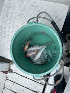 沖縄海うさぎ・海あしびに投稿された画像（2022/5/1）