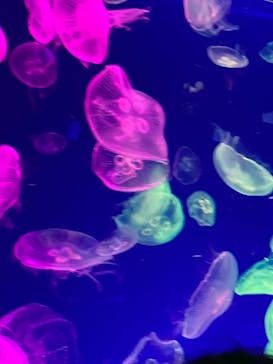 名古屋港水族館に投稿された画像（2022/5/1）