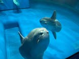 アクアワールド茨城県大洗水族館に投稿された画像（2022/5/1）