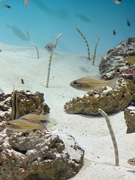 アクアワールド茨城県大洗水族館に投稿された画像（2022/5/1）