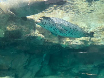 アクアワールド茨城県大洗水族館に投稿された画像（2022/5/1）