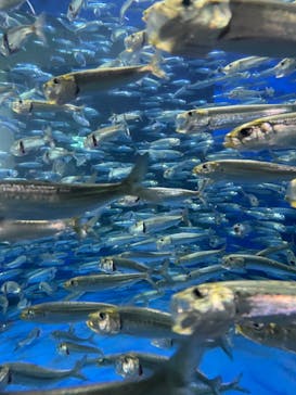 アクアワールド茨城県大洗水族館に投稿された画像（2022/5/1）