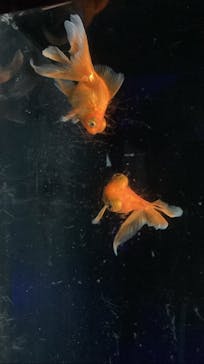 横浜開運水族館 フォーチュンアクアリウムに投稿された画像（2022/5/1）