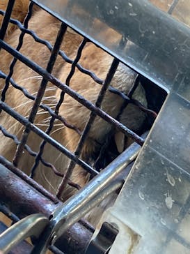 群馬サファリパークに投稿された画像（2022/5/1）