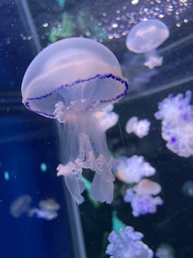 新江ノ島水族館に投稿された画像（2022/5/1）