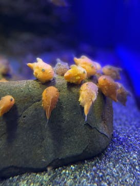 新江ノ島水族館に投稿された画像（2022/5/1）