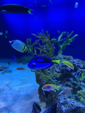 新江ノ島水族館に投稿された画像（2022/5/1）