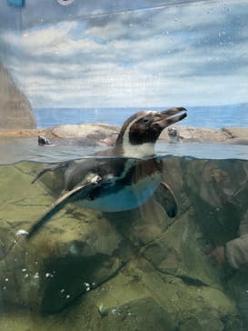 新江ノ島水族館に投稿された画像（2022/5/1）