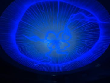 新江ノ島水族館に投稿された画像（2022/5/1）