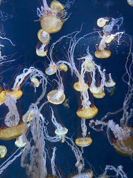 新江ノ島水族館に投稿された画像（2022/5/1）