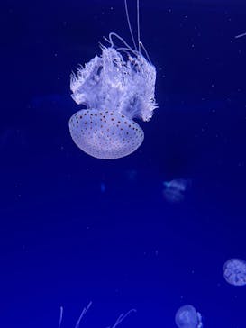 新江ノ島水族館に投稿された画像（2022/5/1）