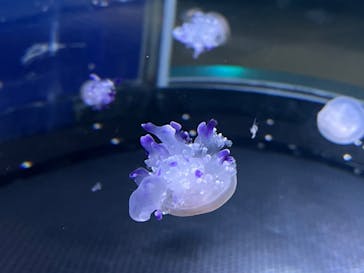 新江ノ島水族館に投稿された画像（2022/5/1）