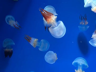 新江ノ島水族館に投稿された画像（2022/5/1）