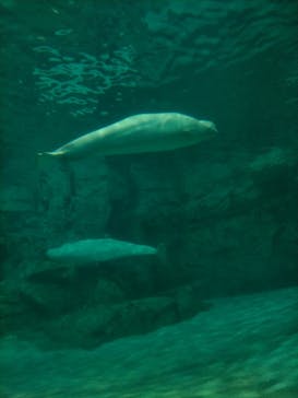 名古屋港水族館に投稿された画像（2022/5/1）
