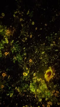 チームラボプラネッツ TOKYO DMMに投稿された画像（2022/5/1）