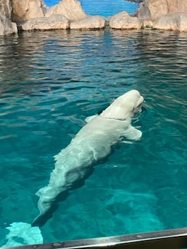名古屋港水族館に投稿された画像（2022/5/1）