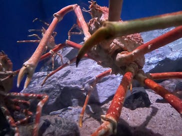 名古屋港水族館に投稿された画像（2022/5/1）