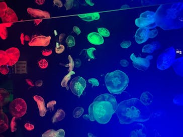 名古屋港水族館に投稿された画像（2022/5/1）