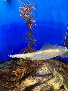 アクアワールド茨城県大洗水族館に投稿された画像（2022/5/1）