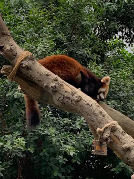 神戸どうぶつ王国に投稿された画像（2022/5/1）