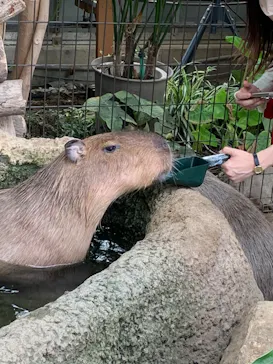 神戸どうぶつ王国に投稿された画像（2022/5/1）